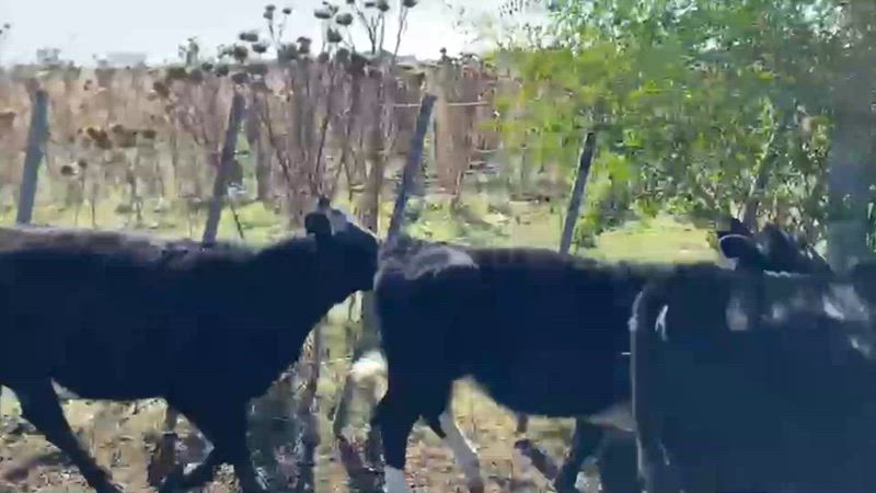 65 Terneros y Terneras