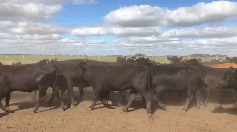 160 Vaquillonas Preñadas