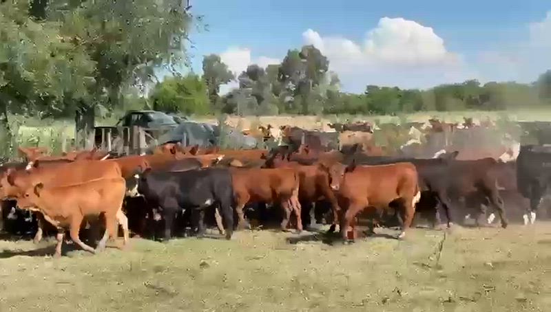 70 Terneros y Terneras