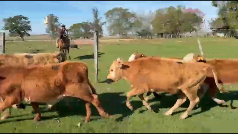 80 Terneros y Terneras