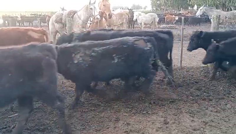 150 Terneros
