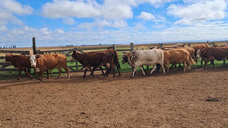 60 Vacas de invernada