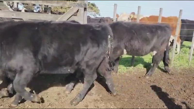 235 Terneros y Terneras