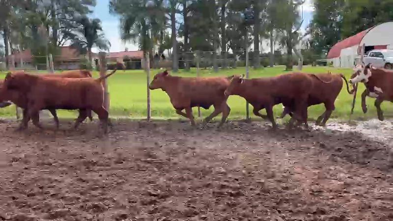 70 Terneras