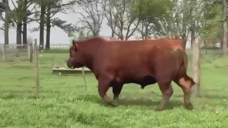 10 Toros