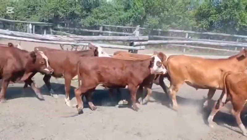 65 Terneros y Terneras