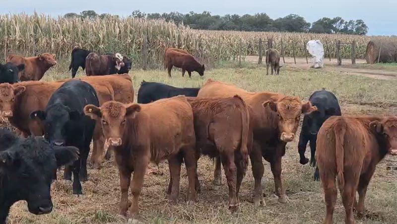 70 Terneros y Terneras