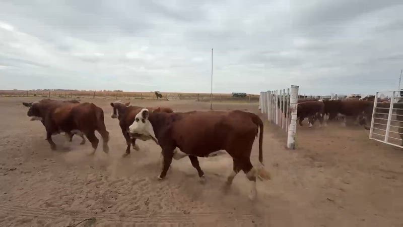 50 Vacas preñadas