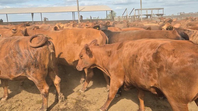 150 Vaquillonas para madre