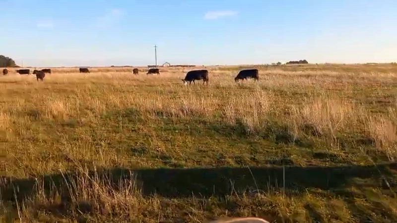 75 Vacas CUT Preñadas