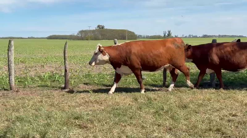 25 Vacas preñadas