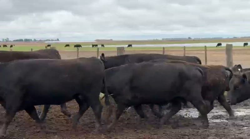 35 Vacas preñadas