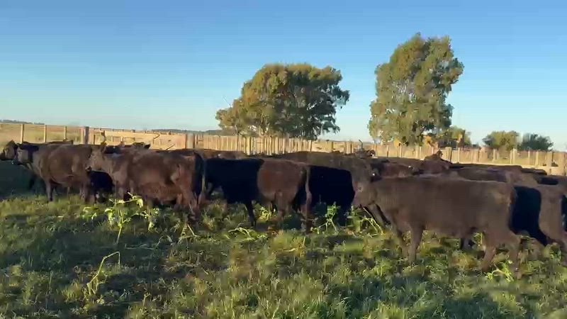 55 Novillitos y Vaquillonas