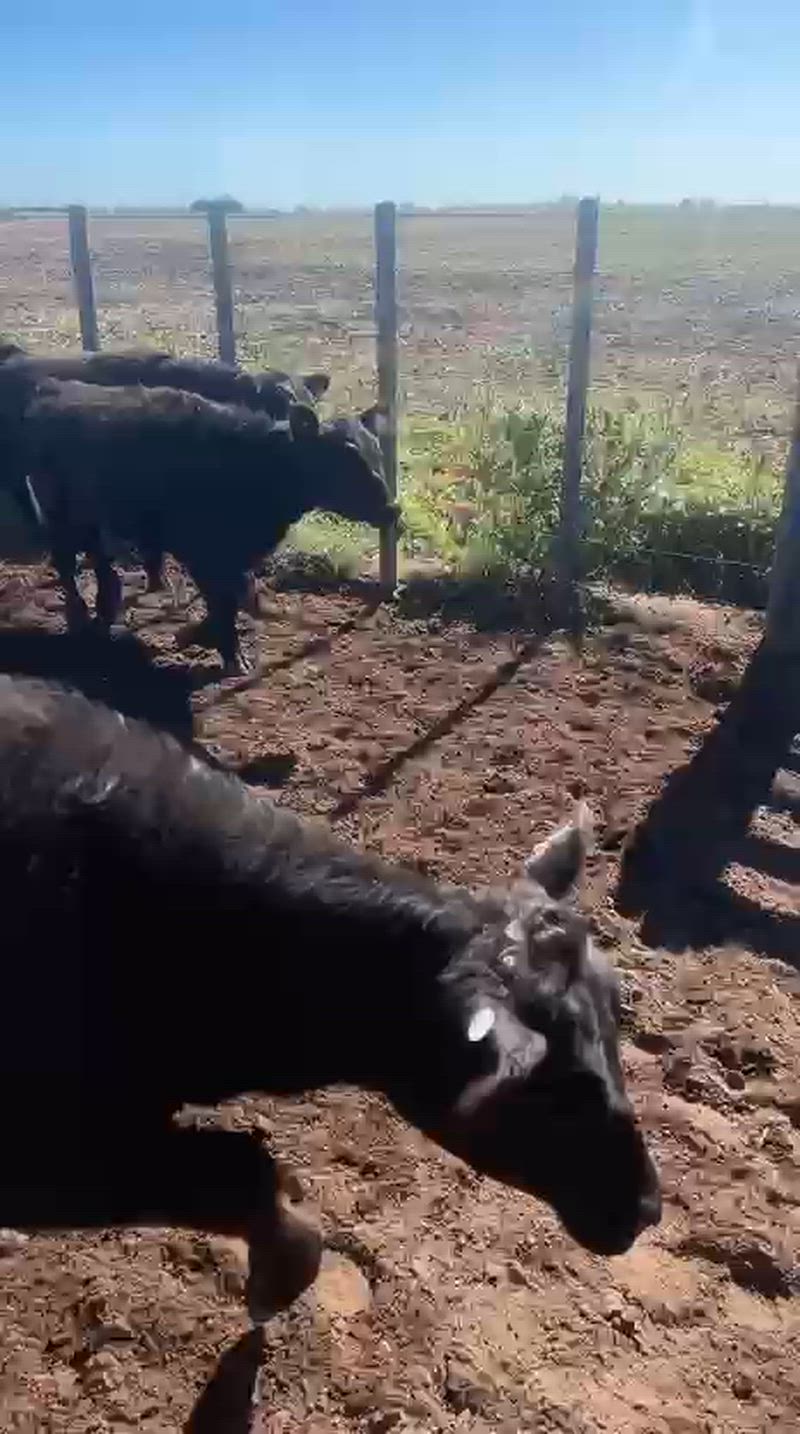 105 Terneros y Terneras