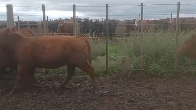 60 Terneros y Terneras