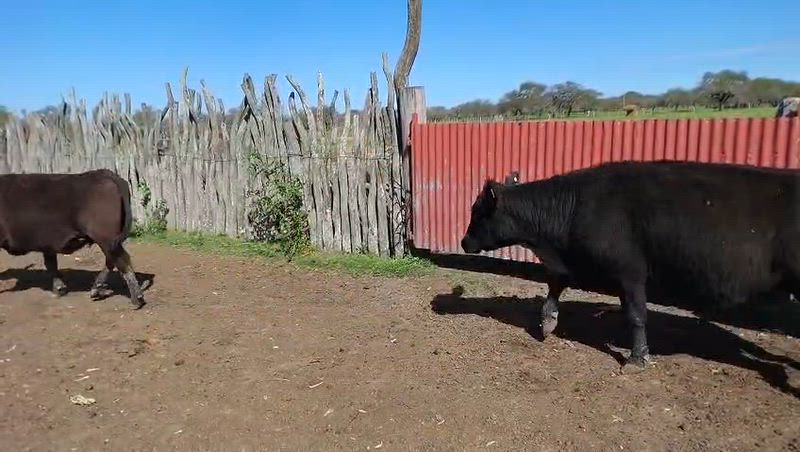 70 Vacas preñadas