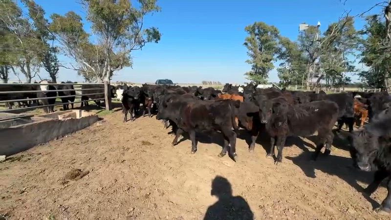 120 Terneros y Terneras