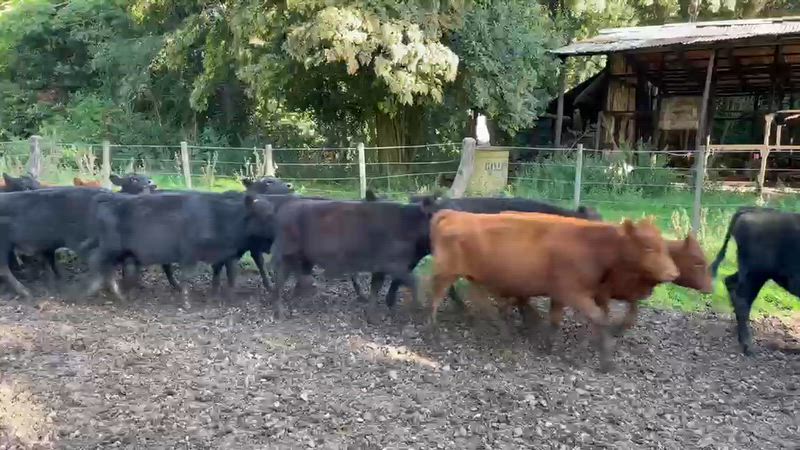 60 Terneros y Terneras