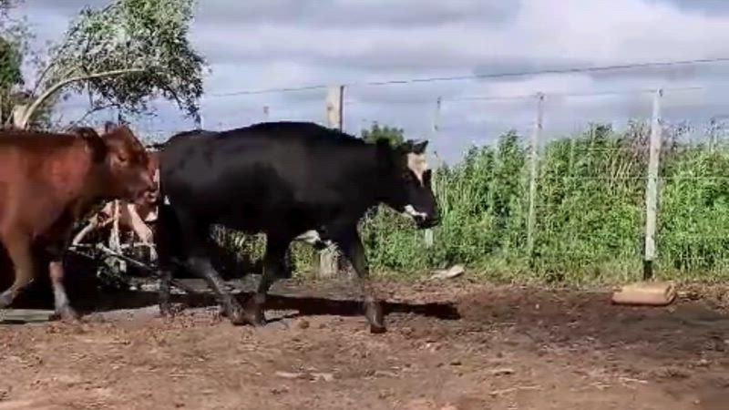 60 Vaquillonas Preñadas