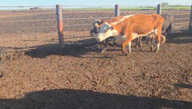 50 Vacas de invernada