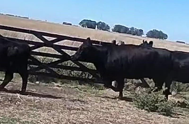 80 Terneros y Terneras