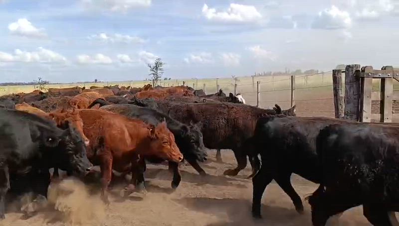 85 Novillitos y Vaquillonas