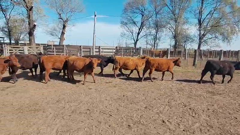 30 Vaquillonas para madre