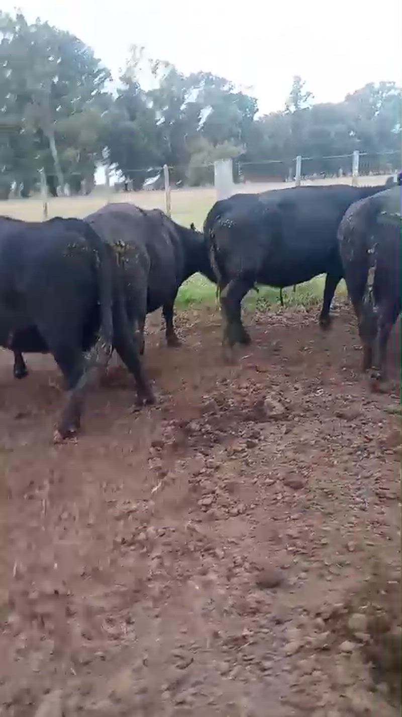 25 Vacas CUT Preñadas