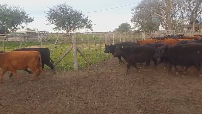 65 Terneros y Terneras