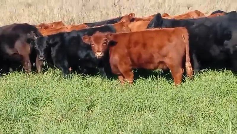 50 Vaquillonas para madre