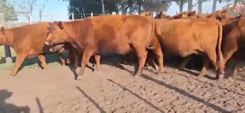 60 Vacas preñadas