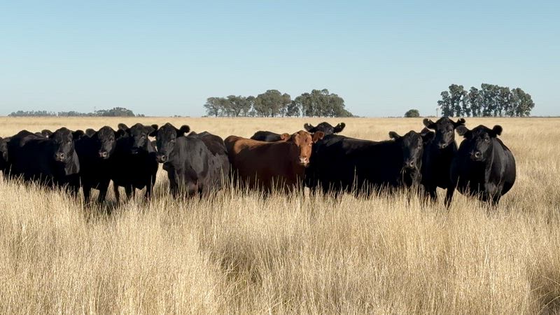 30 Vaquillonas Preñadas