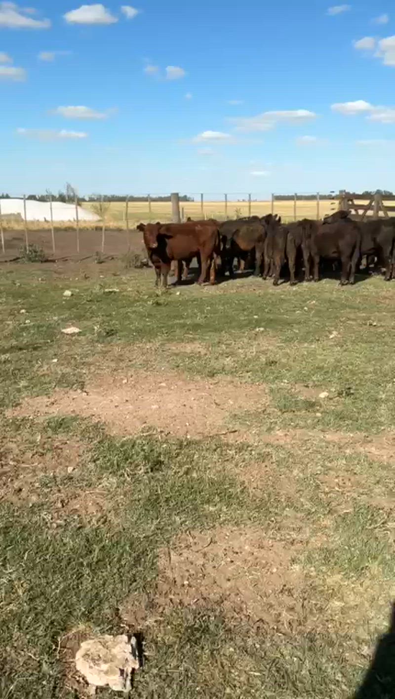 65 Terneros y Terneras