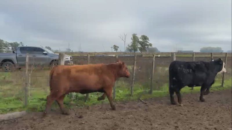 45 Vaquillonas Preñadas