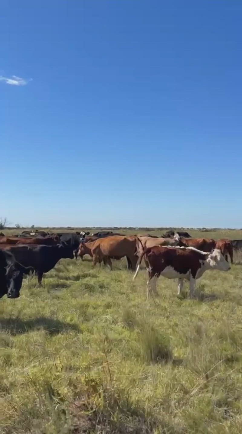 135 Vacas preñadas