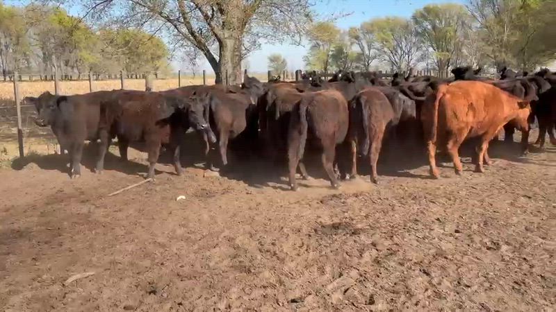 30 Vacas preñadas