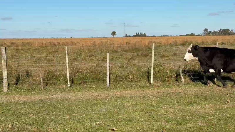 30 Vacas de invernada