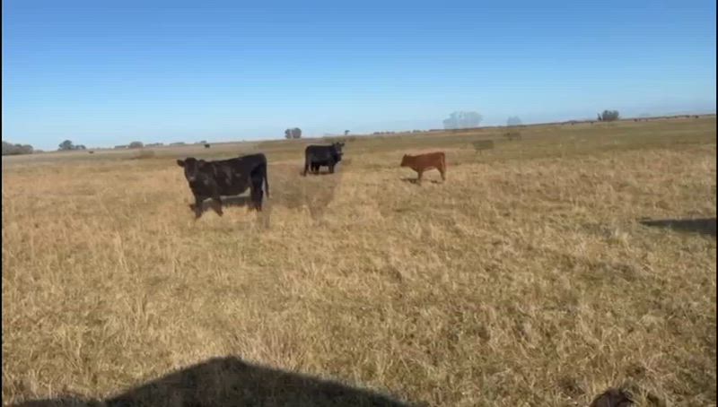 400 Vacas preñadas