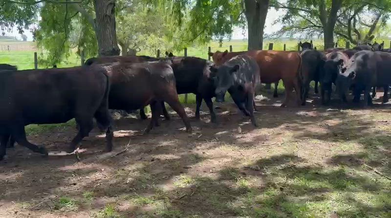 45 Vacas preñadas