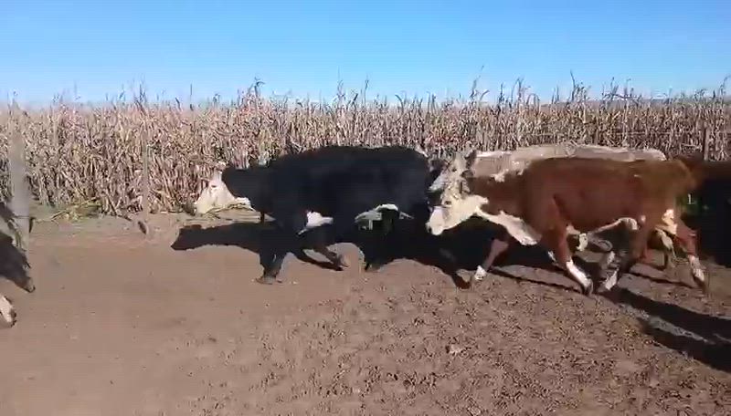 50 Vacas de invernada