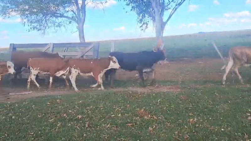 85 Terneros y Terneras