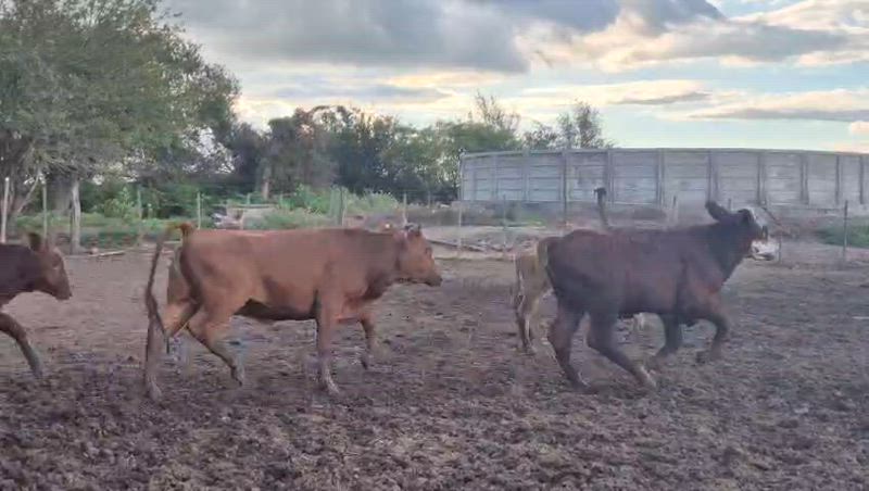 160 Terneros y Terneras