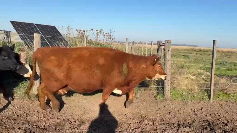 65 Vacas CUT Preñadas
