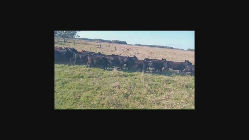 35 Vaquillonas Preñadas