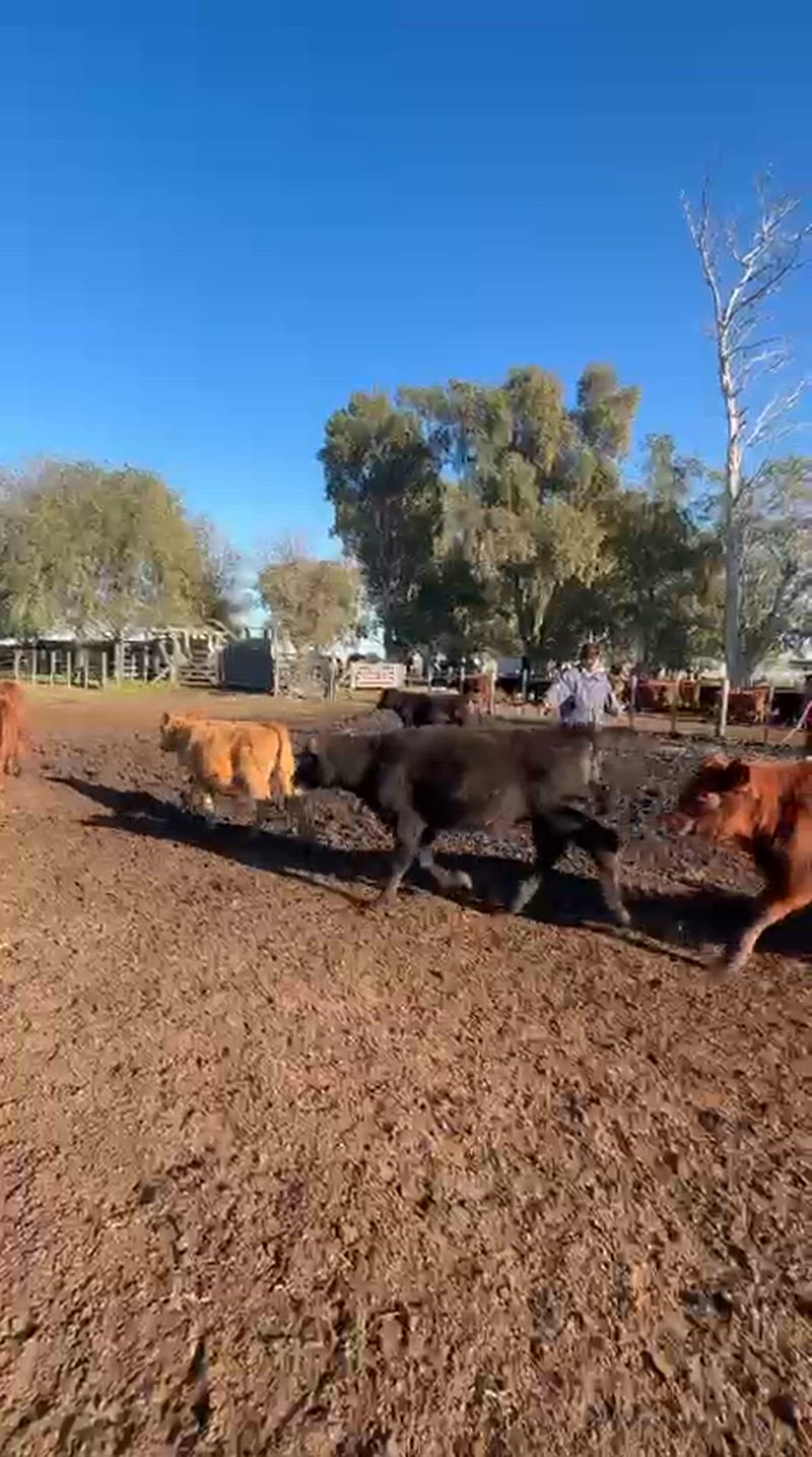 70 Terneras