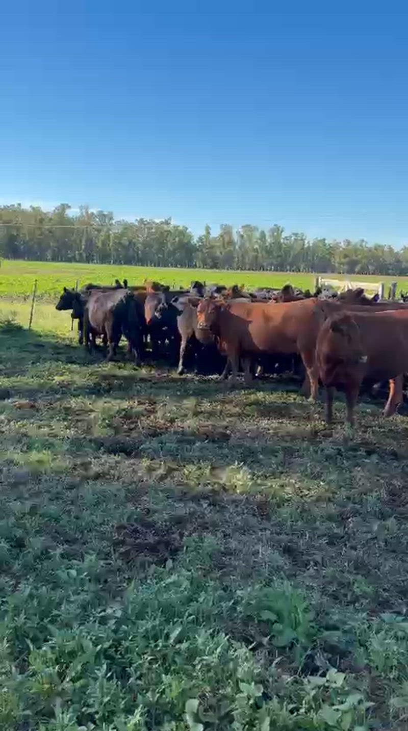 30 Vaquillonas Preñadas