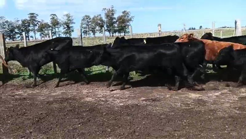 30 Vacas de invernada