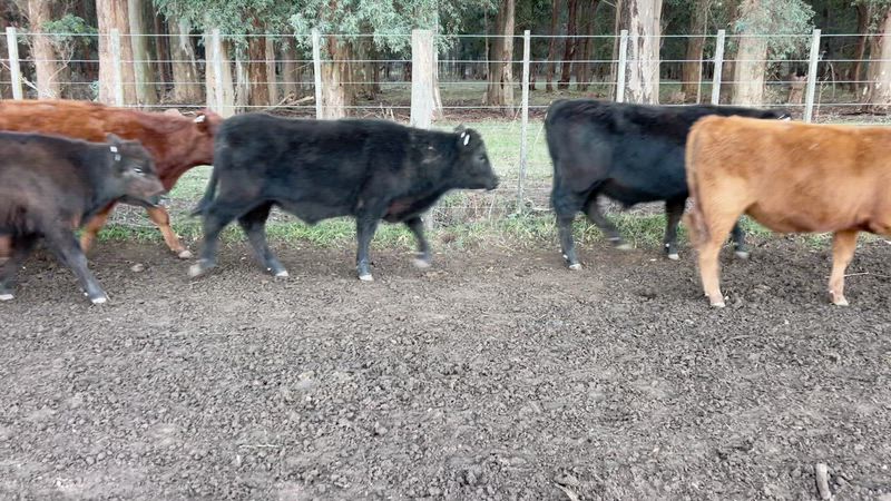 140 Terneros