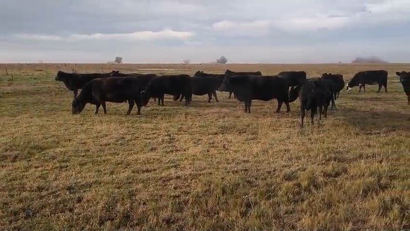 30 Vacas preñadas