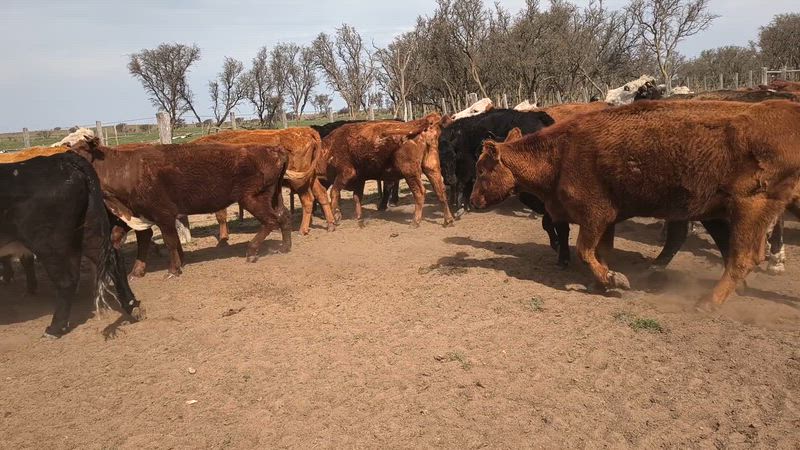 120 Vacas CUT Preñadas